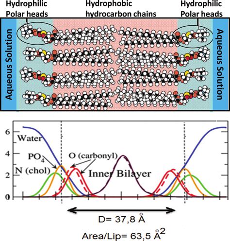 The Lipid Bilayer Considering The Water Interphases In The Lower