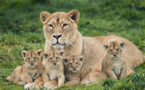 Mother Lion and Four Cubs. : r/aww