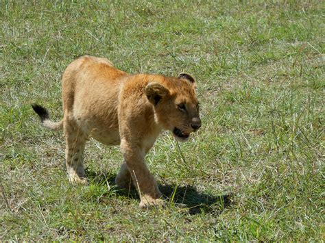 Budget Safari Africa - Which Is The Best And Most Affordable