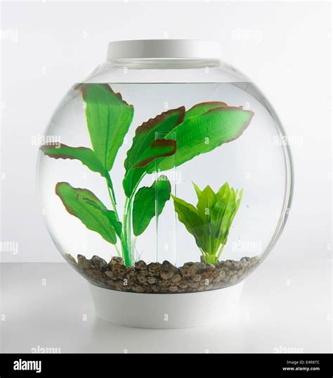 Goldfish bowl hi-res stock photography and images - Alamy