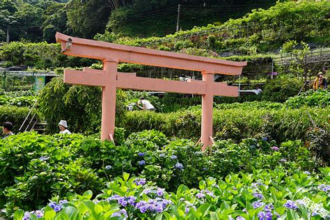 網美必看！整理包：全台7大夢幻繡球花景點 網美搶拍飄仙氣！ 美食旅遊 Udn 女子漾