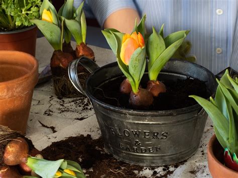 How To Plant Tulip Bulbs In Pots Minneopa Orchards