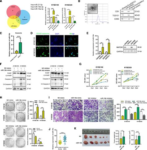 The Mir‐19b‐3p‐map2k3‐stat3 Feedback Loop Regulates Cell Proliferation