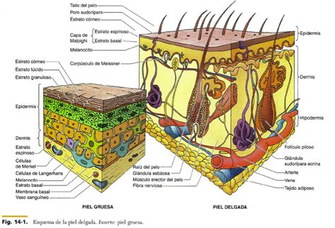 Fcm Unah Anatomía Microscópica Esquema De La Piel