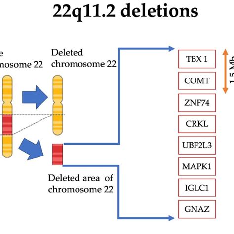 Schematic Representation Of The 22q112 Deleted Region Of The Download Scientific Diagram