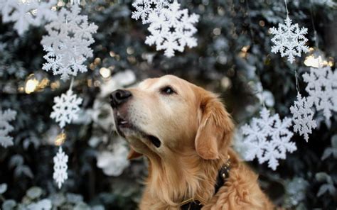 dog, Tree, Holiday, Christmas, Snow Wallpapers HD / Desktop and Mobile ...