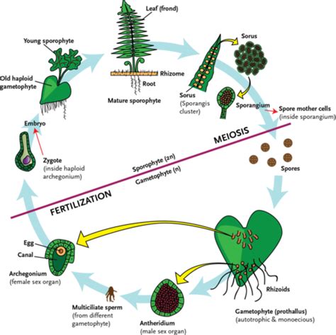 Life Cycle Of Seedless Vascular Plants Ck Foundation