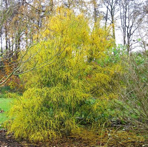 Alder Buckthorn — BBC Gardeners' World Magazine