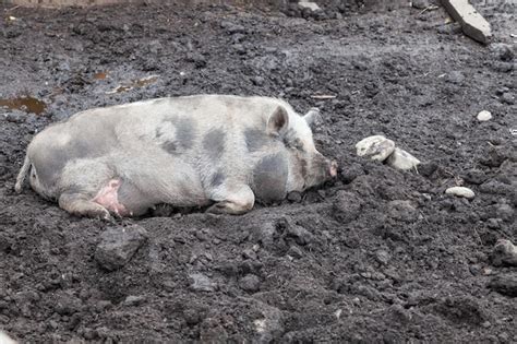 Premium Photo Domestic Dirty Hog Dig Mud With Its Snouts Around Mud