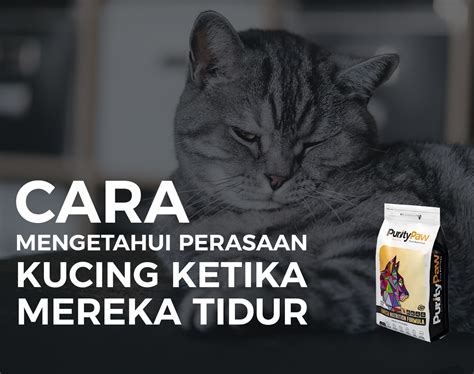 Cara Mengetahui Perasaan Kucing Saat Mereka Tidur Puritypawid