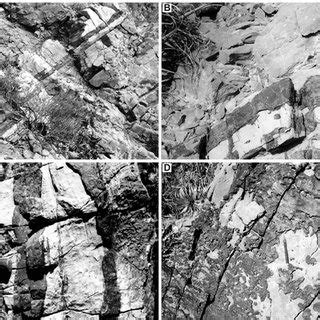 Different Types Of Chert In Thin Section A Micro Quartz Associated