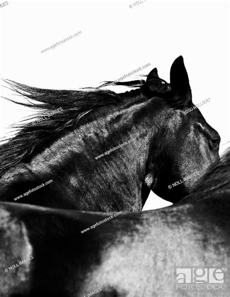 Horse, Animal, Galloping, Stock Photo, Picture And Rights Managed Image ...