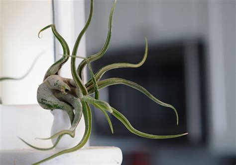 Plantes D Int Rieur Qui Absorbent L Humidit Dans La Maison