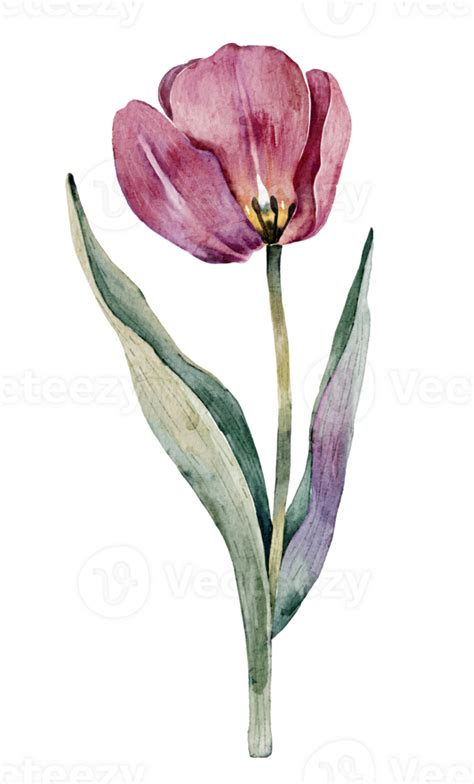 Pink Tulip Watercolor Illustration Png