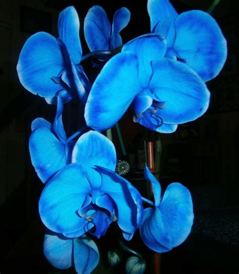 Growing and Caring for the Rare Blue Mystique Orchid | Dengarden