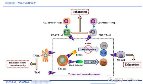 恒瑞医药在研管线重磅品种剖析之tim 3抑制剂【shr1702】 丨tim 3也是肿瘤治疗领域的热门靶点之一恒瑞医药sh600276