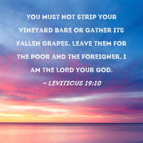 Leviticus 1910 You Must Not Strip Your Vineyard Bare Or Gather Its