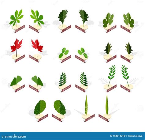 Collection of Different Types of Leaves with Names in Isometric Style Stock Vector ...