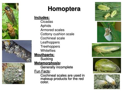 unit entomology powerpoint    id