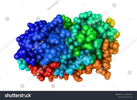 Mitogen Images Stock Photos Vectors Shutterstock