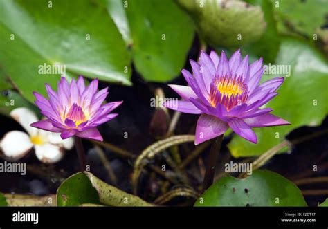 Nil Manel Or Blue Water Lily Nymphaea Stellata Though It Has Been