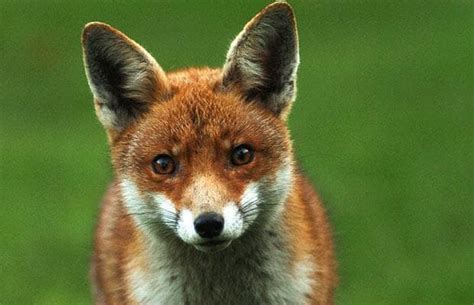 Urban fox count: readers' photos of foxes in their gardens