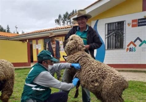 Minagri Ejecuta Acciones C Vicas Para Proteger La Ganader A Familiar En