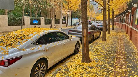 Rain Kissed Shanghai Exploring The Enchanting Ginkgo Lined Streets On