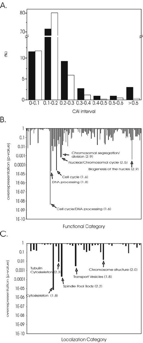 Codon Adaptation Index Cai And Overrepresentation In Functional And