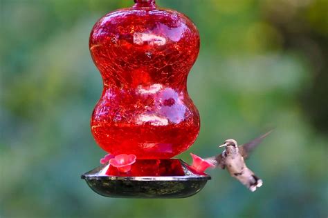 Different Types Of Hummingbird Feeders