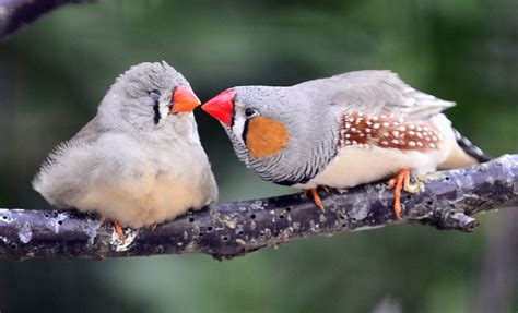 male zebra finches   breed zebra finches aviary birds