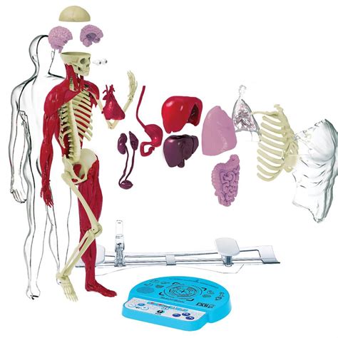 SmartLab Toys Ultimate Squishy Human Body Lab With SmartScan Technology