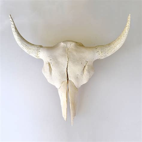 full bison skull philmore touch  modern