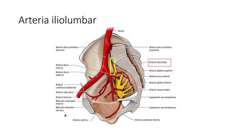 Estructuras Vasculonerviosas De La Pelvis Anatom A Ppt