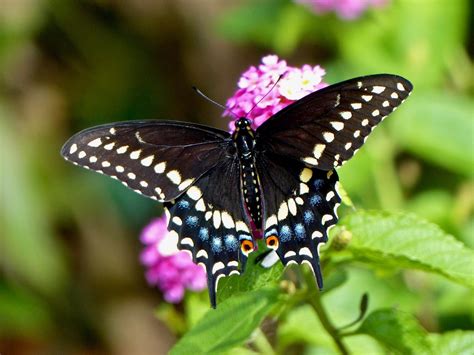 Black Swallowtail Papilio Polyxenes Photographed On Lant Flickr