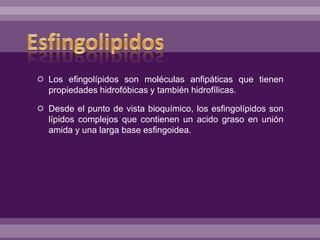 Esfingolipidos Ppt