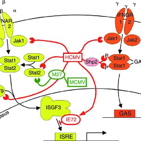 Cytomegalovirus CMV Blockade Of Interferon IFN Signaling Binding