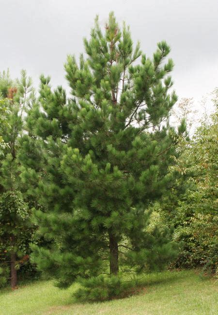 Loblolly Pine Tree Garden Plants Nursery