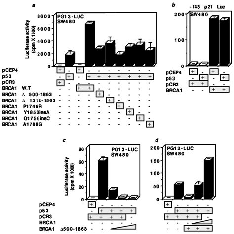 A Transactivation De®cient Brca1 Mutants Are Defective In Stimulation