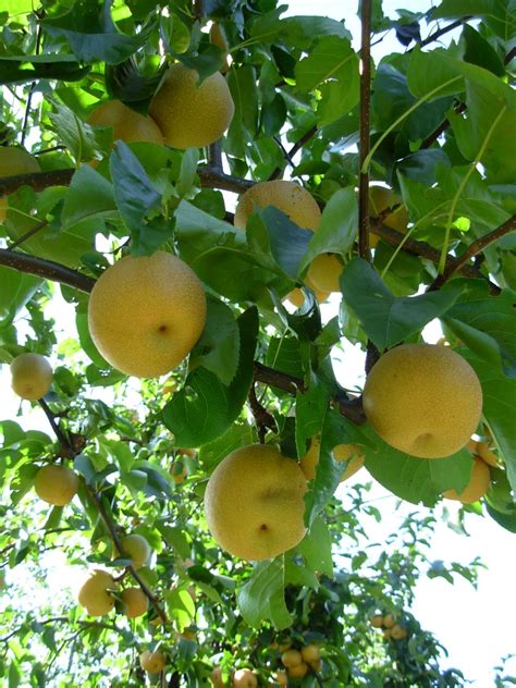 Pyrus Pyrifolia Pyrus Pyrifolia Van Den Berk Nurseries