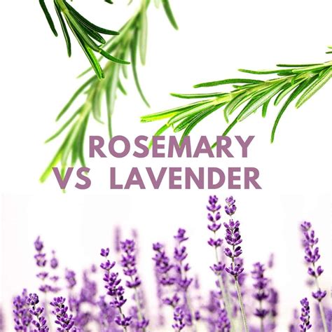 Rosemary And Lavender Key Differences Simplybeyondherbs