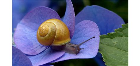 slow   fast rev lydia