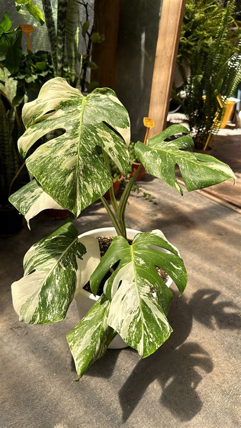 Monstera Variegada Vivero Sol Y Luna