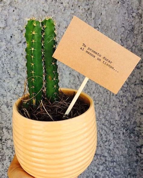 Cactus Frases De Cactus Regalar Plantas Macetas Pintadas