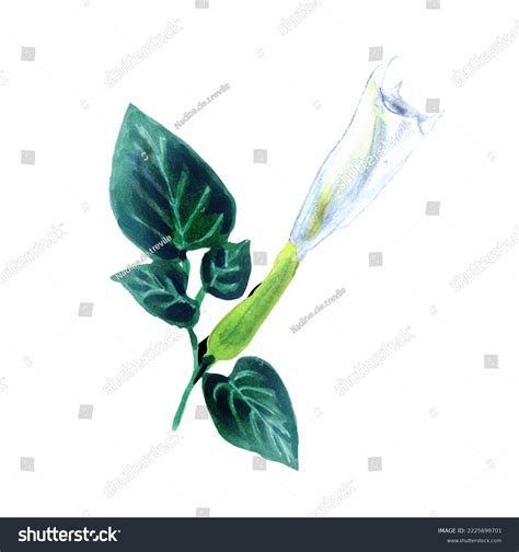 Watercolour Botanical Illustration Flower Leaves Datura Stock ...