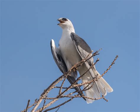 White-tailed Kite | Audubon Field Guide