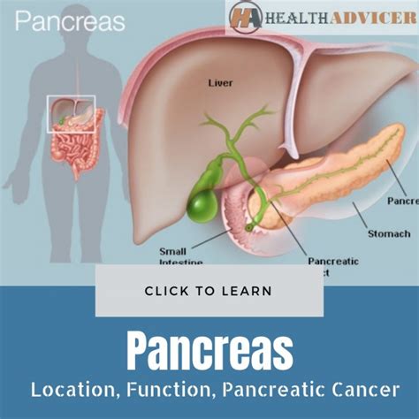 Pancreas Anatomy Location