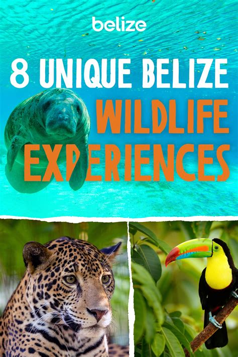 8 Unique Wildlife Experience in Belize | Belize, Wildlife, Belize vacations