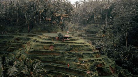 Tegalalang Rice Terrace | Asia Bali Tour