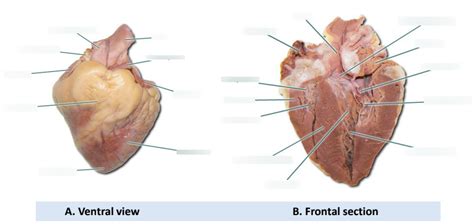 Sheep Heart Dissection Diagram Quizlet